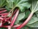 How To Grow Rhubarb, The Perennial Vegetable You Only Plant Once