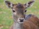 Deer Hate These 7 Plants (So Plant Them Around Your Garden)