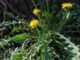 5 All-Natural Weed Killers, Straight From Your Kitchen (No. 2 Will Kill ANYTHING)