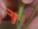 Grafted Vegetables: The New Way To Cheat Nature And Grow More