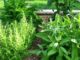 10 Heal-Anything Herbs For Growing Your Own Off-Grid ‘Backyard Medicine Chest’