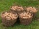 The Crazy Gardening Trick That Gives You 10 Times More Potatoes