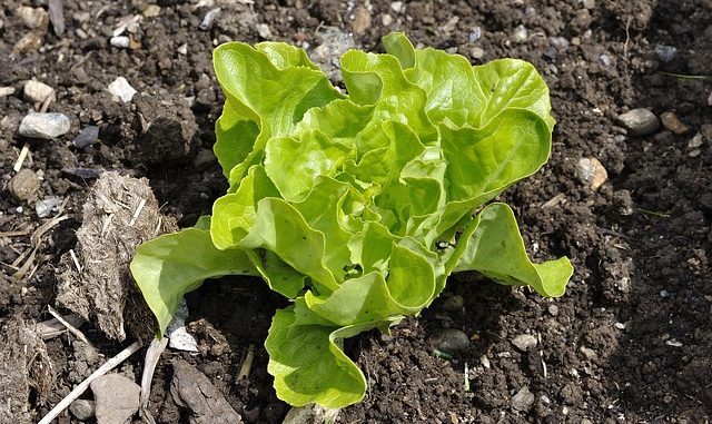 salad-788505_640 How To Grow Cool-Weather Crops (Even Lettuce!) During Summer