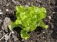 How To Grow Cool-Weather Crops (Even Lettuce!) During Summer