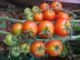 5 Ways To Grow More Vegetables In The Space You Have (No. 2 Is Crazy -- But Works!)