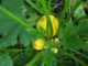 The Simplest Way To Keep Squash (And Zucchini) From Taking Over The Garden