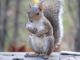7 Garden Plants That (Really Do) Repel Squirrels