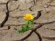 11 Clever Ways To Grow Vegetables In A Drought (No. 5 Always Trips Up People)
