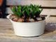 9 Ways Container Gardening Is Just Plain Better Than Traditional Gardening