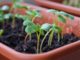 11 Late-Summer, Quick-Growing Vegetables You Gotta Plant NOW To Beat The Frost