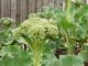 The Row-Less Garden: The Better Way To Grow Your Food