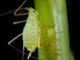 5 Fall Chores You Can Do NOW To Avoid Bugs In Next Year's Garden