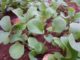 11 Unique, Lightning-Fast Vegetables You Can STILL Plant From Seed