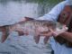 The Fish You Never Want To Eat – But Will Do Wonders For Your Garden