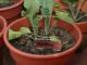 10 Tricks For Blue-Ribbon Container Vegetables
