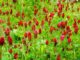 8 Fast-Growing Cover Crops That Will Transform Your Garden