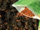 10 Quick-Growing Vegetables You Can STILL Plant In August From Seed