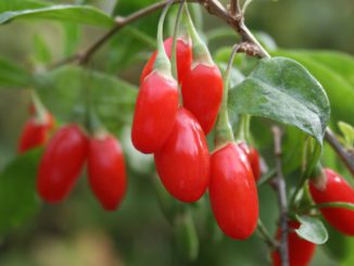 Homestead Cash: 23 Perennials & Biennials You Can Raise For Profit