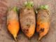 The 20-Pound Plant Your Ancestors Grew To Feed Livestock