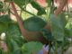 3 Vegetables You Didn’t Know Could Be Grown Vertically (Yep, We Were Surprised, Too)