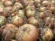 How To Get Your Onions To Store ALL WINTER Long