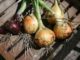 Why Fall May Be The Best Time To Plant Your Onions