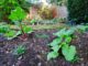 High-Value, Low-Maintenance Crops For The Busy Homesteader