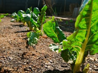 8 Hardy Vegetables You Can Leave In The Ground For Winter For An Early 2017 Harvest