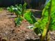8 Hardy Vegetables You Can Leave In The Ground For Winter For An Early 2017 Harvest
