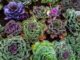 The Tougher-Than-Nails Cold-Weather Vegetable That Can Survive SNOW