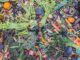 Composting 101: Essential Fall Chores Every Homesteader Should Do
