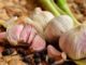 Garlic-Growing Secrets Of Fall Gardeners