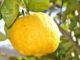 The Fastest Way To Grow Lemon Trees Indoors