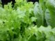 The German Secret To Growing Outdoor Winter Greens