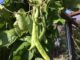 Miss Gardening? Grow Green Beans Indoors This Winter