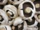 Mushrooms: The Perfect, Indoor, Fast-Growing Winter Crop