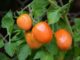 The Space-Saving, ‘Upside-Down Way’ To Grow Indoor Tomatoes This Winter