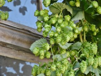 How To Grow Hops Indoors (Yes, Indoors)