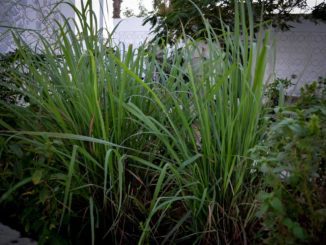 Lemongrass: The High-Yield Herb That’s Easy To Grow Indoors
