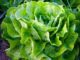 Growing Salad Year-Round: The Right Way To Do It