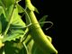 Everything You Possibly Could Want To Know About Growing Peas
