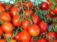 The Trick To Growing 50 Lbs. Of Tomatoes In The Smallest Space Possible