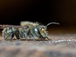 The Homestead Insect That Pollinates 200 Times BETTER Than Honeybees
