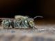 The Homestead Insect That Pollinates 200 Times BETTER Than Honeybees