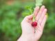 Radishes: The Underrated Indoor Vegetable You Can Grow In 1 Month