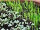 Edible Greens In Only 10 Days? Yep -- And You Can Do It Indoors