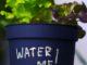5 Overlooked Mistakes That Can Ruin Your Indoor Garden