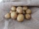 How To Grow Potatoes Indoors, Using Straw & A Garbage Bag