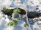 9 Clever Ways To Jump Start Your Garden During Winter