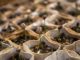 The Dirt-Cheap & Frugal Way To Start Seeds